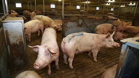 16 Prozent weniger Sauen in Niedersachsen |  Pigbusiness.nl