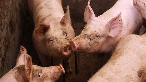 Starker Rückgang der Schweinehaltung in den Bundesländern |  Pigbusiness.nl
