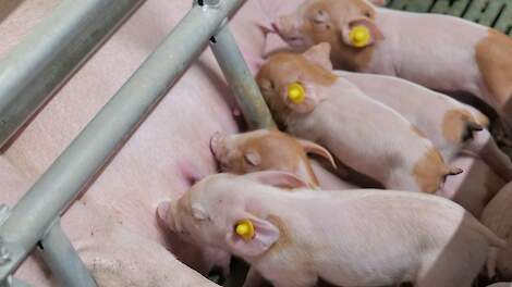Ceva › Monitor the health of your farrowing piglets!  |  Pigbusiness.nl
