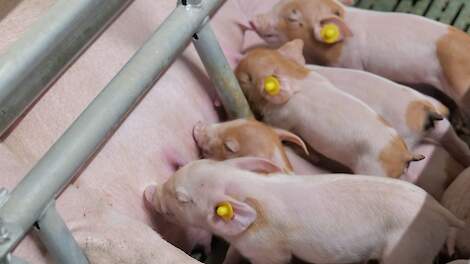 Ceva › Guarda la salute dei maiali spaventosi!  |  Pigbusiness.nl