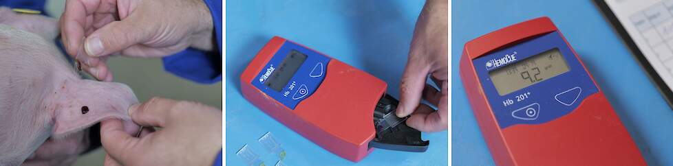 The effectiveness of the iron treatment can be checked by measuring the hemoglobin level in the blood