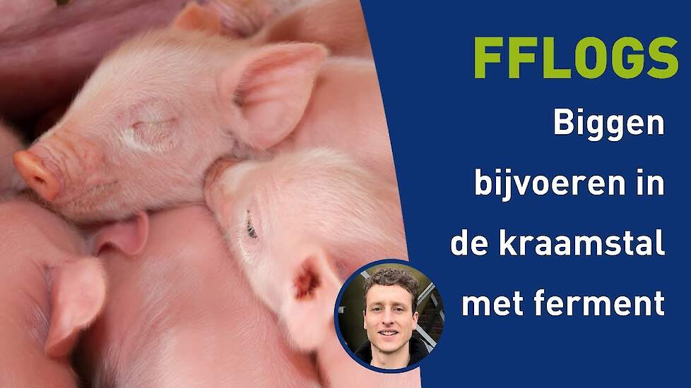 Biggen bijvoeren in de kraamstal met ferment