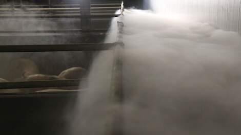 Stable climate under pressure during cold, damp days |  Pigbusiness.nl