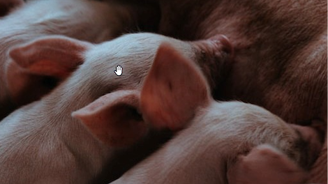 Boehringer Ingelheim › Momento migliore per vaccinare i suini contro la PRRS |  Pigbusiness.nl