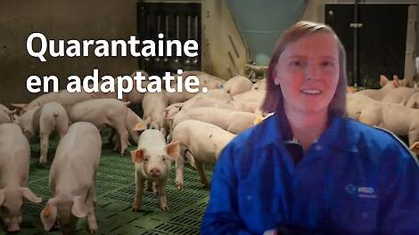 MSD Animal Health › Video: Fermare la PRRS Introduzione delle scrofette con questi consigli sulla quarantena |  Pigbusiness.nl