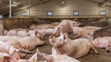 “Optimizing Sow Population Stability through Effective Gilt Management and Needle-Free Vaccination Strategies: Tips and Solutions for Administering Vaccines Safely and Comfortably with Hipradermic® Device”