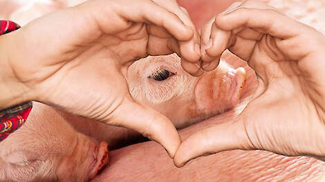 How Hungary’s Success in Fighting the PRRS Virus Can Benefit the Dutch and Belgian Pig Farming Industry: Lessons Learned and Implementing Biosecurity Measures, Stable Vaccines and More