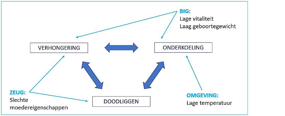 Het verhongering – onderkoeling – doodliggen complex en big-, zeug- en omgevingsfactoren die hierop een invloed hebben (2)