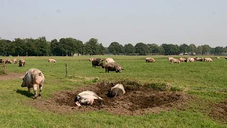 Wakker Dier kreeg Super de Boer op de knieën vanwege misleideinde reclame over het varkensvlees in de winkelschappen.