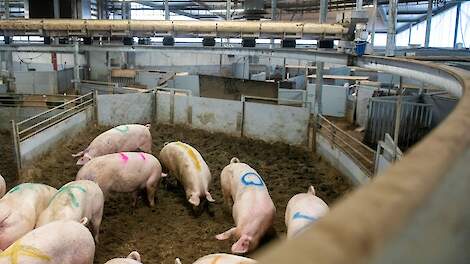 In de Familievarkenstal blijven vleesvarkens van vier tomen hun hele leven bij elkaar.