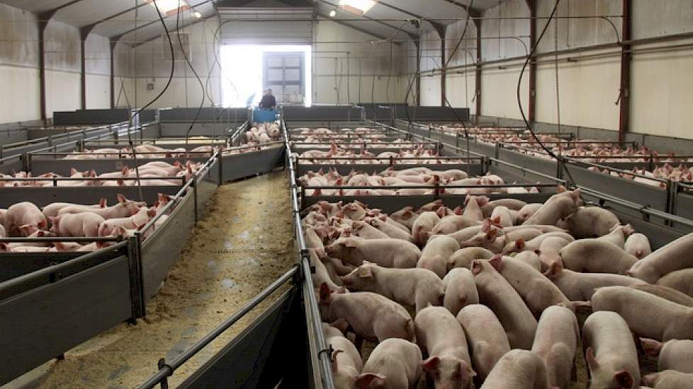 Jaarlijks gaan er ongeveer 6 miljoen biggen de grens over.