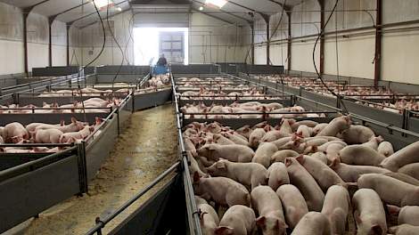Jaarlijks gaan er ongeveer 6 miljoen biggen de grens over.