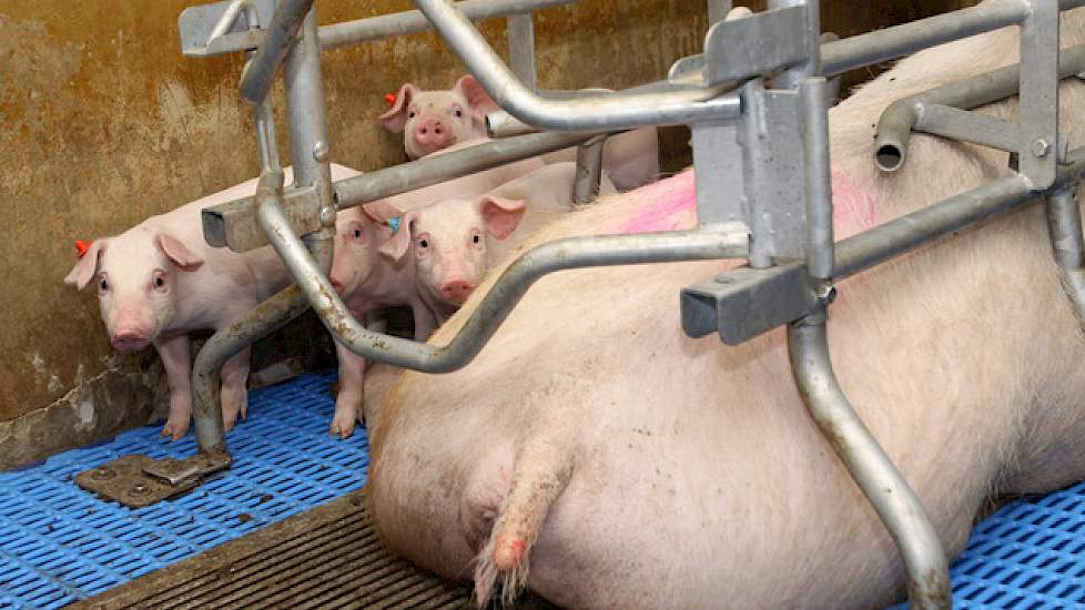 Varkenshouders moeten keuzes maken.