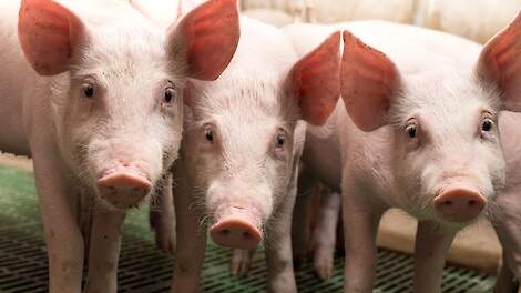 Шива › Понимание свиного гриппа |  Pigbusiness.nl