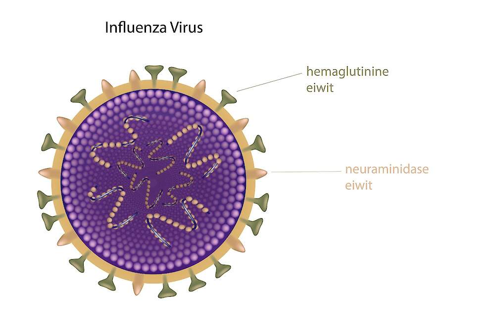 De circulerende influenza subtypes worden onderscheiden op basis van de hemaglutinine (H) en neuraminidase (N) eiwitten die voorkomen op het oppervlak van het virus.