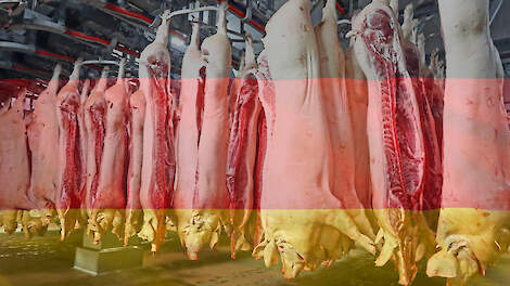Deutsche Schweinefleischexporte gehen weiter zurück |  Pigbusiness.nl