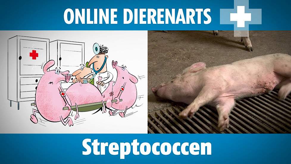 Online Dierenarts: Streptococcen