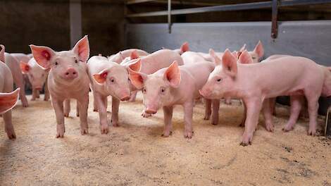 Understanding Viral Pathogens and their Impact on Porcine Respiratory Health
