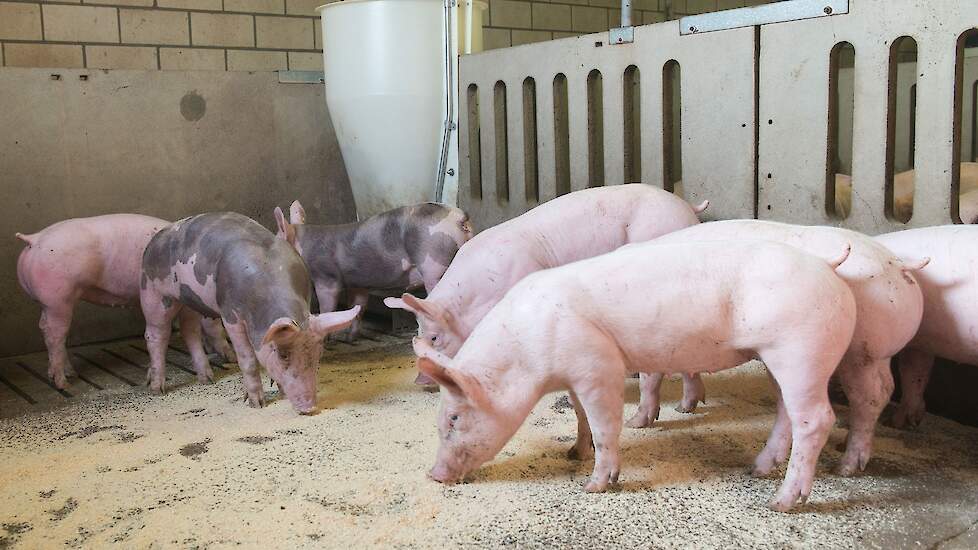 De Heus - Niet-gemengde koppels vleesvarkens presteren beter