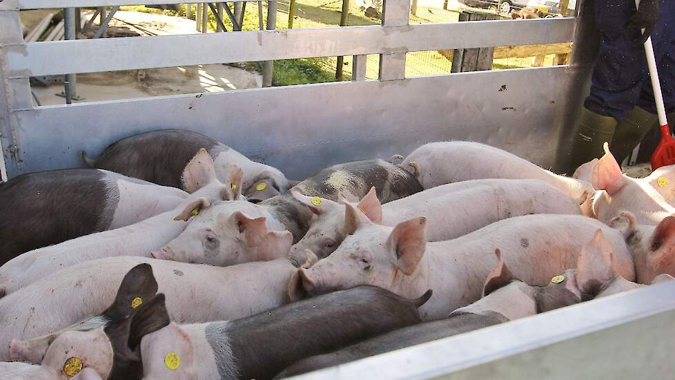 Der Rückgang im deutschen Schweinebestand stagniert |  Pigbusiness.nl