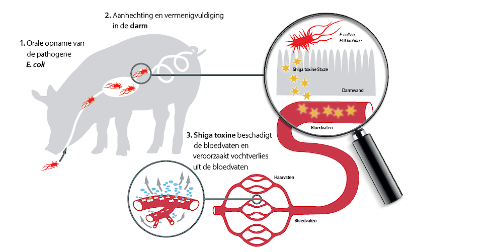 Werkingsmechanisme van het shiga-toxine bij de ontwikkeling van oedeemziekte