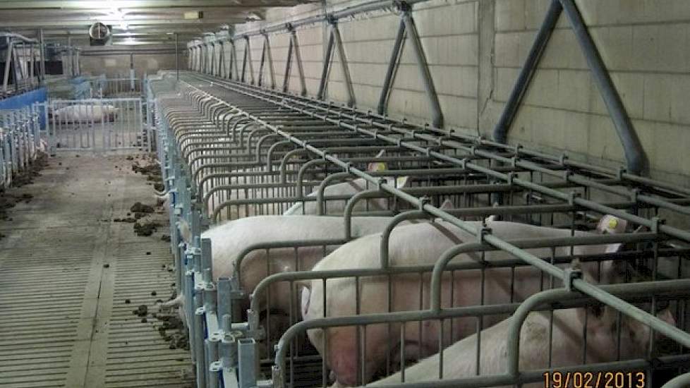 Eén van de vele eindwachtstallen waar de zeugen tot het afbiggen verblijven, hier is de ombouw naar groepshuisvestiging in volle gang. Na de verbouwing telt Bolart in totaal 6.000 zeugen.