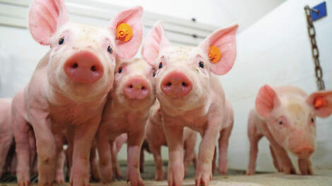 Gespeende biggen hebben al vaak neusinfecties en in het project werden regelmatig ook afwijkende neusschelpen vastgesteld.