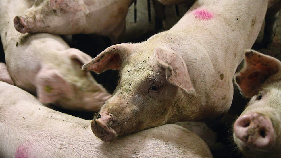 Het Holland Varken moet de nieuwe standaard voor het Nederlandse varken worden.
