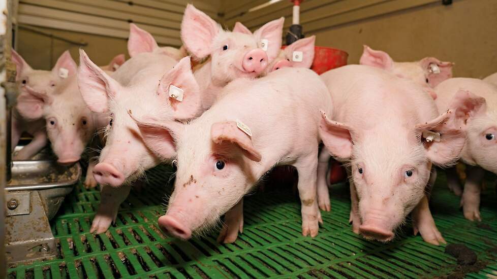 Шива › Свиньи-отъемыши хуже растут?  Подумайте об отеках!  |  Pigbusiness.nl