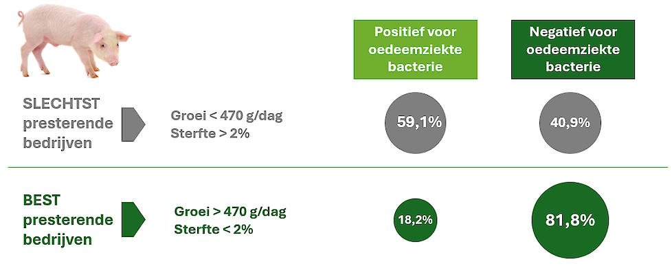 Aandeel bedrijven waar de bacterie verantwoordelijk voor oedeemziekte werd aangetoond, in 2 groepen bedrijven, ingedeeld naargelang de prestaties bij de gespeende biggen.