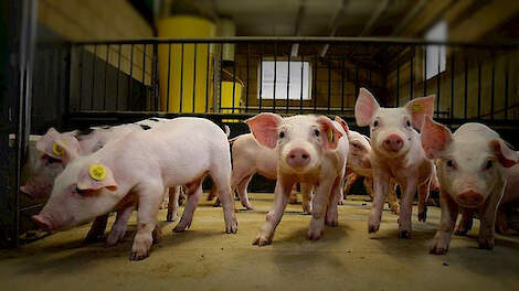 Column: Rust op de varkensmarkt en stijgende export