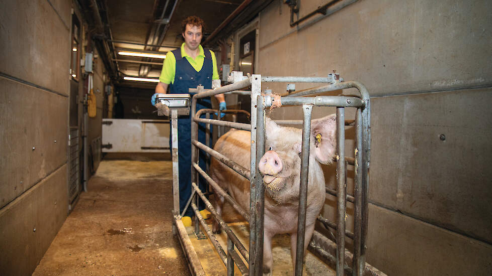 Mark Bosch weegt de gelten en zeugen in een zelfgemaakte constructie. Het wegen kost weinig tijd, de dieren zijn nieuwsgierig en alert en lopen makkelijk de kooi in. De verwerking van de gegevens moet nog handmatig gebeuren.