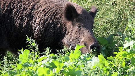 Forse toename wilde zwijnen in Belgisch Limburg