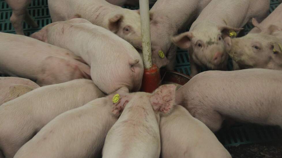 Growing American Swine Herd |  Pigbusiness.nl