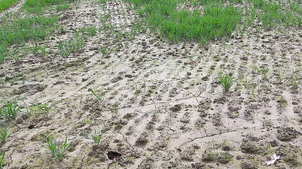 Slechte oogstvooruitzichten laten de prijzen van granen stijgen.