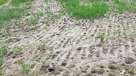 Slechte oogstvooruitzichten laten de prijzen van granen stijgen.