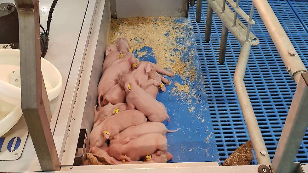 De onderzoekslocatie van Denkavit in Stroe maakt sinds 2015 gebruik van het VengSysteem. Hier is de kap open geklapt. Eens in de twee à drie maanden de gloeilampen aandraaien verdient aanbeveling, aldus bedrijfsleider Arnold Groot Wassink.