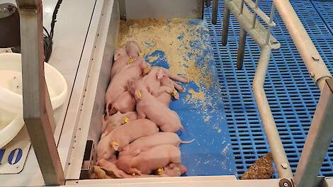 De onderzoekslocatie van Denkavit in Stroe maakt sinds 2015 gebruik van het VengSysteem. Hier is de kap open geklapt. Eens in de twee à drie maanden de gloeilampen aandraaien verdient aanbeveling, aldus bedrijfsleider Arnold Groot Wassink.