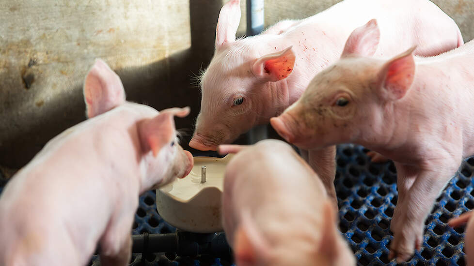 De hokken in de kraamstal zijn voorzien van cups. De biggen hebben hierdoor de mogelijkheid om extra melk te drinken. Dit zorgt ervoor dat alle biggen voldoende voer op kunnen nemen. Hierdoor neemt het speengewicht van de biggen toe en vermindert de uitva