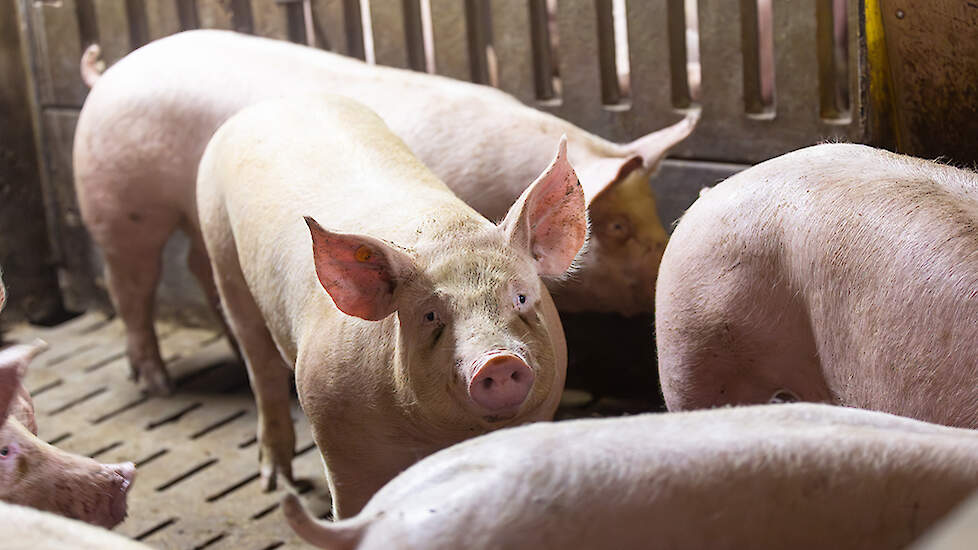 Opfokgelten komen binnen op het bedrijf wanneer ze tussen de 22 en 26 weken zijn en worden in een aparte afdeling opgevangen. Ook hier is hygiëne van belang daarom blijven de gelten acht weken in quarantaine voordat ze het bedrijf in gaan. Ze worden tusse