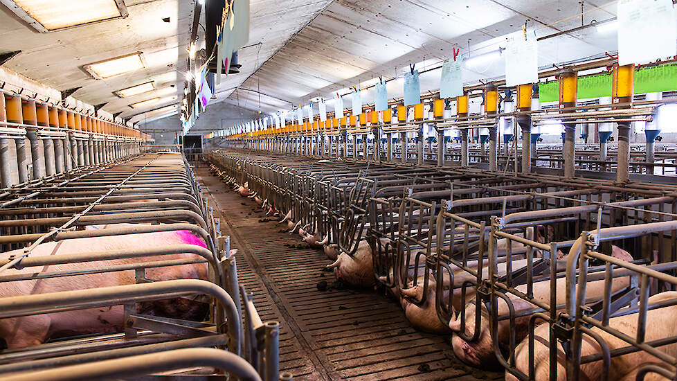 Er wordt efficiënt en praktisch gewerkt met TN70- zeugen en TN Tempo eindbeer in een vierwekensysteem. De werkzaamheden komen vrij strikt, maar doordat ze met z’n drieën of vieren zijn en ieder zijn eigen taak heeft, loopt alles heel vlot.