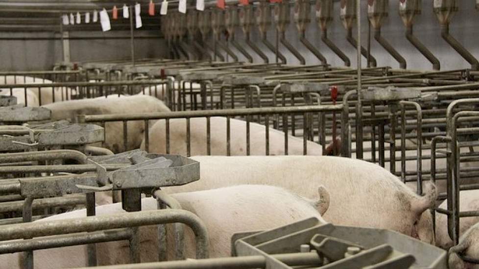 Ziektekiemen als Streptococcen en E-coli maar ook virussen kunnen zich makkelijk door drinkwater verspreiden. Varkens bouwen er wel weerstand tegen op, maar dat kost energie en dat gaat ten koste van de groei.