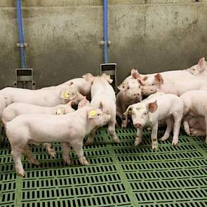 Zorg voor voldoende drinkplekken. Bij dieren in groepen  is 6 tot 8 dieren per drinkplek ideaal. Let op de afdelingstemperatuur van het water, die is al gauw veel te hoog; 18 tot 22 graden Celsius is goed.