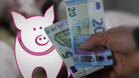 POV-marktfocus: 'Hogere biggenexport en seinen op groen voor prijsverhoging vleesvarkens'