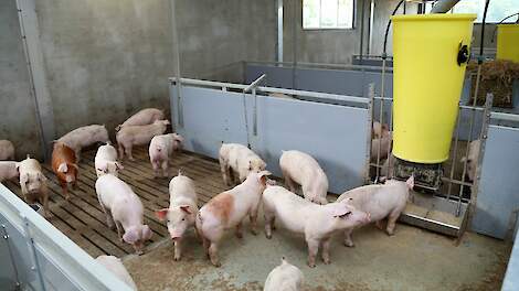 Reeuwijkse varkenshouder raakt door stikstofcrisis verstrikt in juridisch steekspel