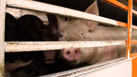 CBb handhaaft boete hittestress varkens tijdens transport