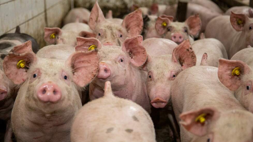 Het dieraantal mag bij de nieuwe subsidieregelingen in de eerste vijf jaar niet toenemen.