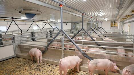 Twee varkenshouders gezocht die nieuwe ‘bewegende’ vloer willen uitproberen
