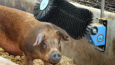 Pig Pioneers Platform: ‘We willen de innovaties in varkenshouderij aanjagen'