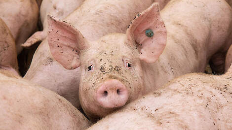Ook voor jou haalbaar; op je gemak vleesvarkens controleren
